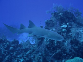 058 Fin, the friendly Nurse Shark IMG 5189